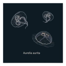 Pôster Aurelia aurita Poster educacional
