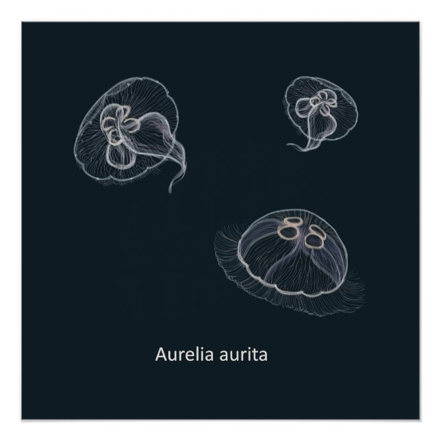 Pôster Aurelia aurita Poster educacional (Frente)