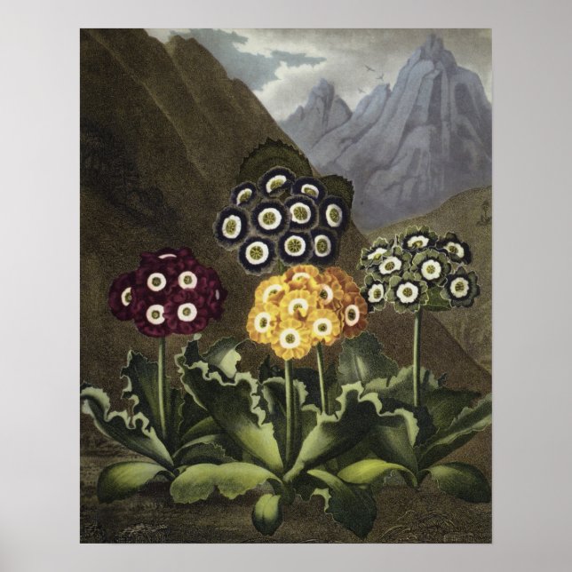 Poster Auriculas from Dr John Robert Thornton's (Frente)