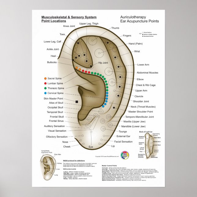 Poster Auriculoterapia Acupuntura Auricular (Frente)