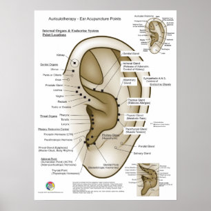 Poster Auriculoterapia Acupuntura de Ouvido