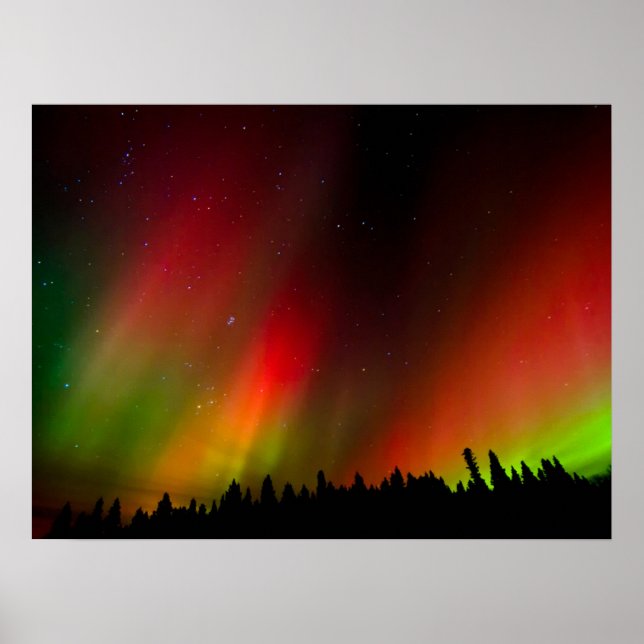 Poster Aurora Boreal e árvores (Frente)