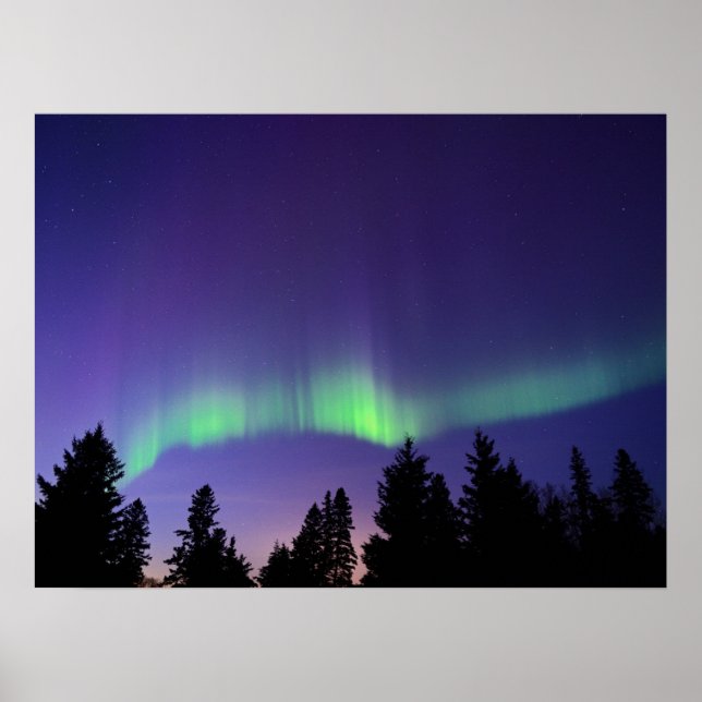 Poster Aurora Borealis & Árvores | Manitoba, Canadá (Frente)
