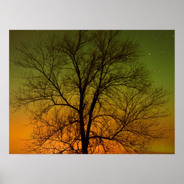 Poster Aurora Borealis & Cottonwood Tree (Frente)
