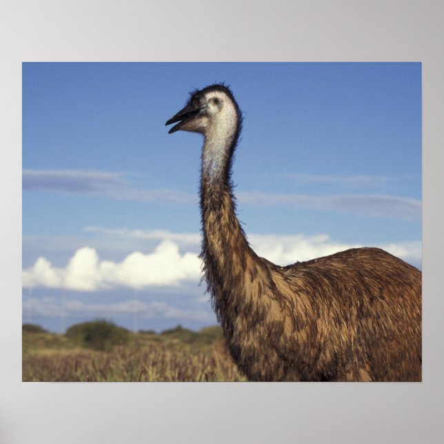 Pôster Austrália, Austrália Ocidental. Emu (Dromaius) (Frente)