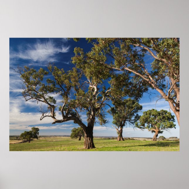 Pôster Austrália, Barossa Valley, Mount Pleasant (Frente)