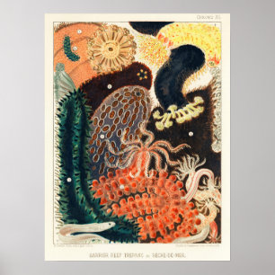 Poster Austrália, Barreira de Excelentes Recife de vintag
