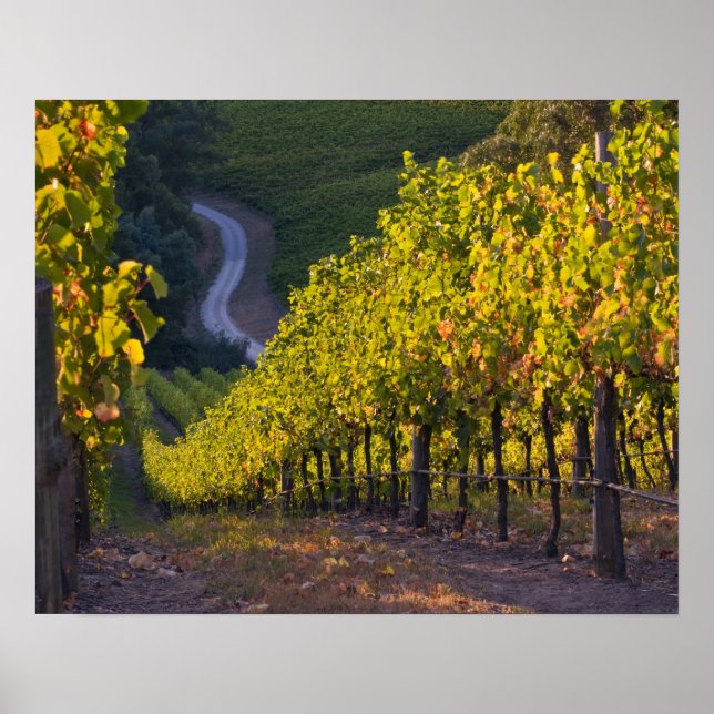 Pôster Austrália do Sul, Colinas de Adelaide, Summertown. (Frente)