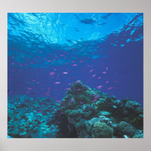 Pôster Austrália, Grande Barreira de Coral. Cardume Roxo