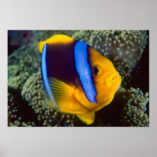 Pôster Australia, Great Barrier Reef, Anemonefish