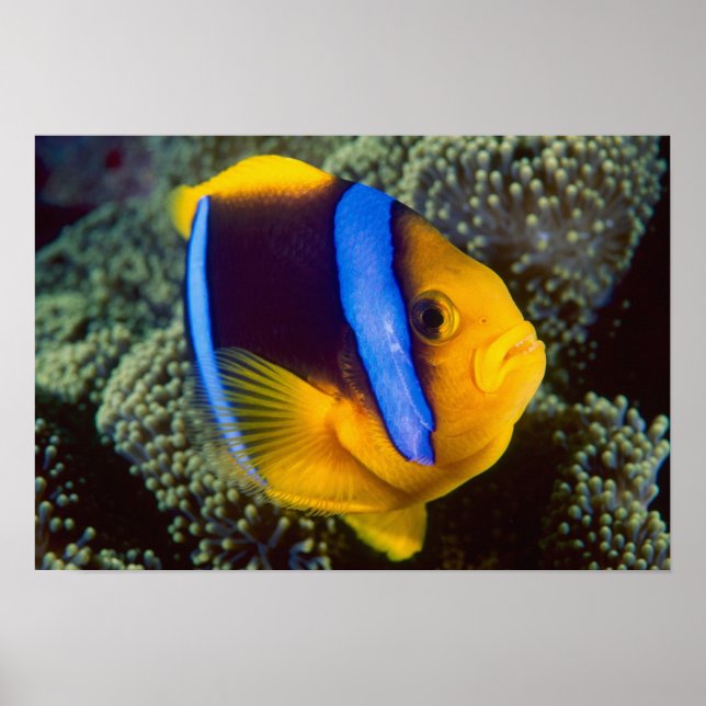 Pôster Australia, Great Barrier Reef, Anemonefish (Frente)