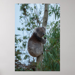 Poster Austrália Kangaroo Island Koala em uma árvore