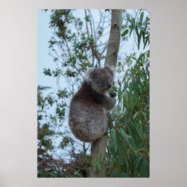 Poster Austrália Kangaroo Island Koala em uma árvore (Frente)