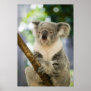 Pôster Austrália, Queensland, Brisbane, árvore de figo