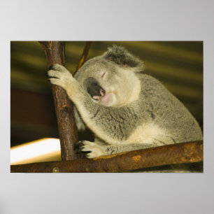 Pôster Austrália, Queensland, Brisbane. Árvore Fig