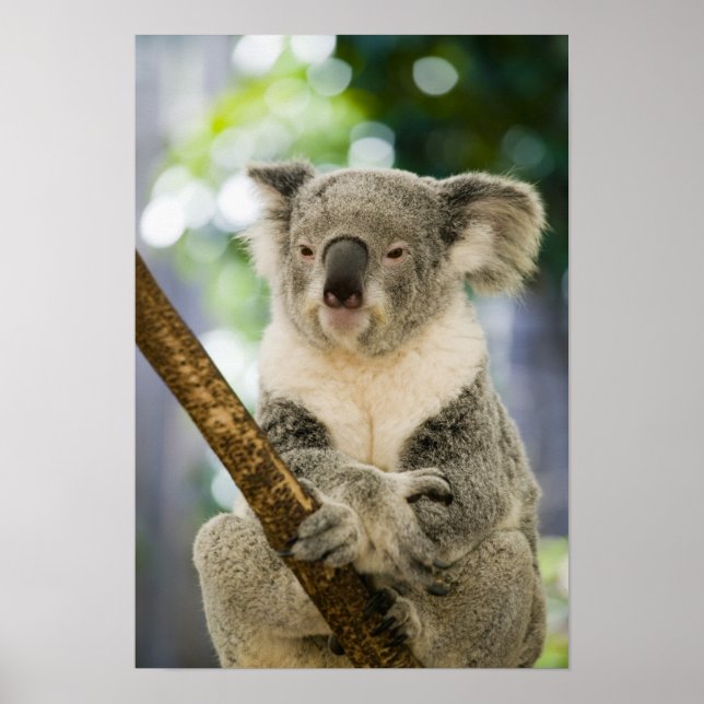 Pôster Austrália, Queensland, Brisbane, Fig Tree (Frente)