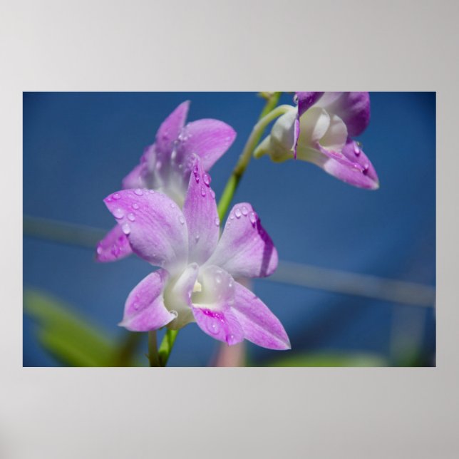 Poster Austrália, Território do Norte, Darwin (Frente)