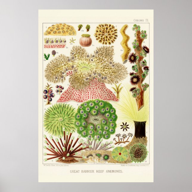 Poster Australia Vintage Great Barrier Reef (Frente)