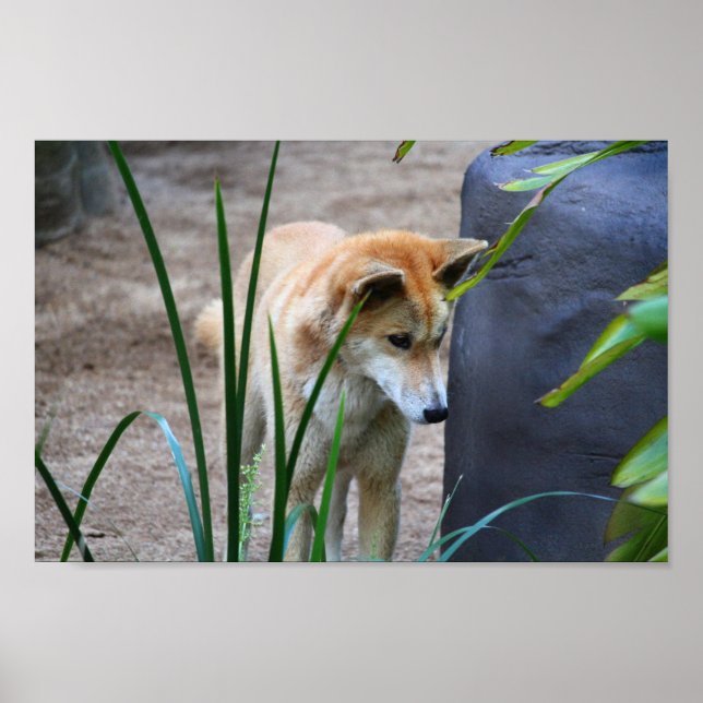 Poster Australian Dingo  (Frente)