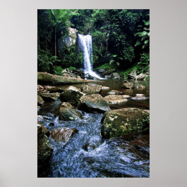 Pôster Australian Rainforest (Frente)