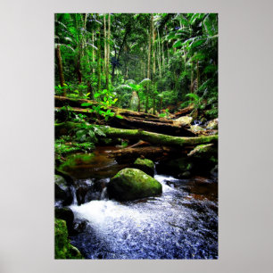 Poster Australian Rainforest