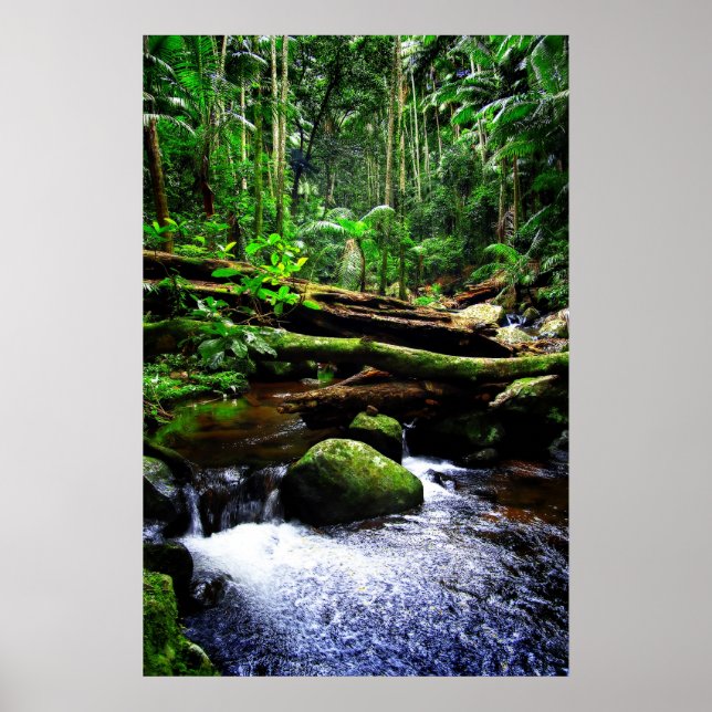 Poster Australian Rainforest (Frente)