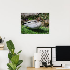 Poster Australian Wood Duck in Tranquil Garden