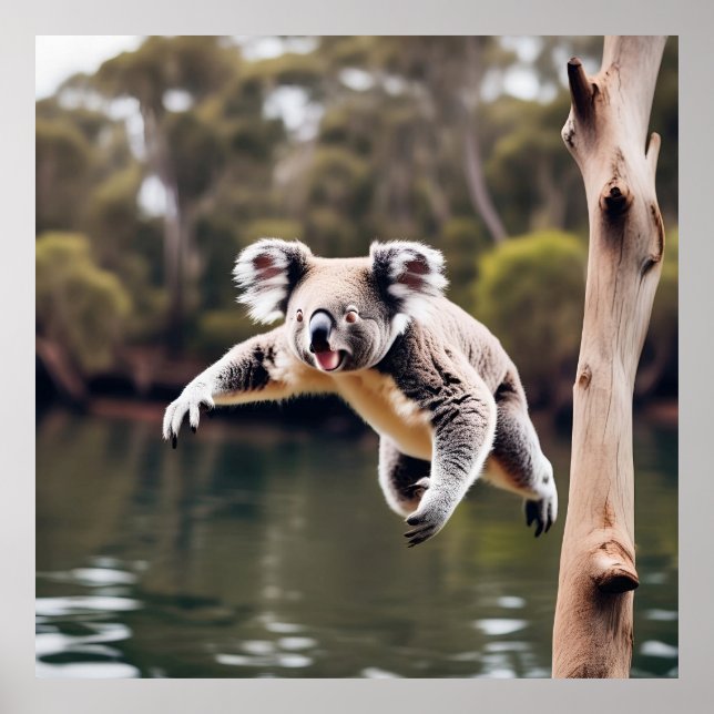 Poster Australiano Drop Bear Koala (Frente)