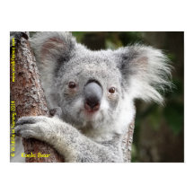 Australiano Koala