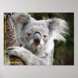 Poster Australiano Koala