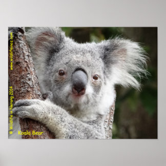 Poster Australiano Koala
