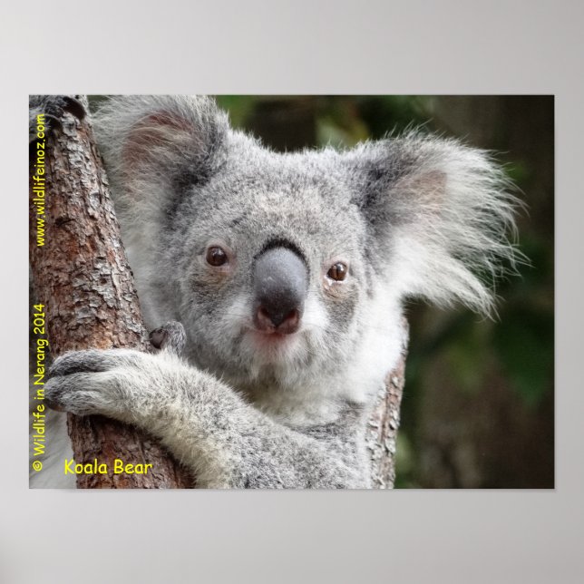 Poster Australiano Koala (Frente)