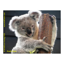 Australiano Koala