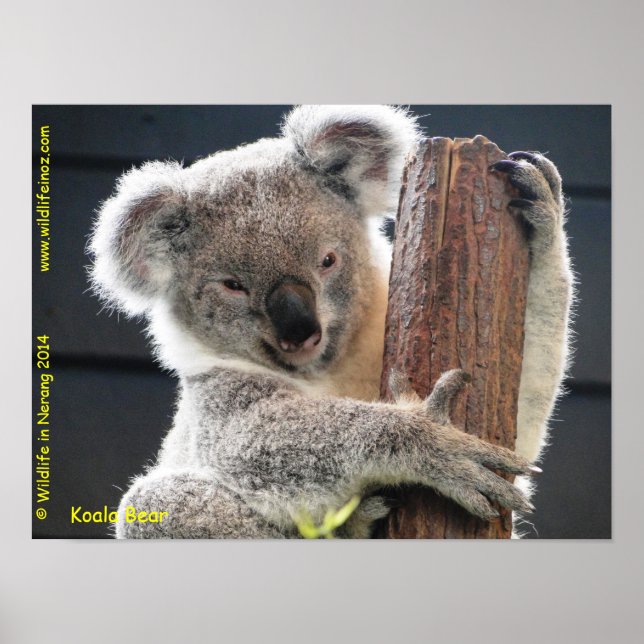 Poster Australiano Koala (Frente)