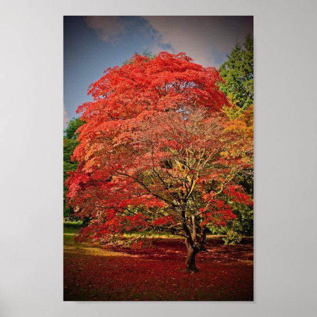Poster Autumn Acer Westonbirt Arboretum Cotswolds (Frente)