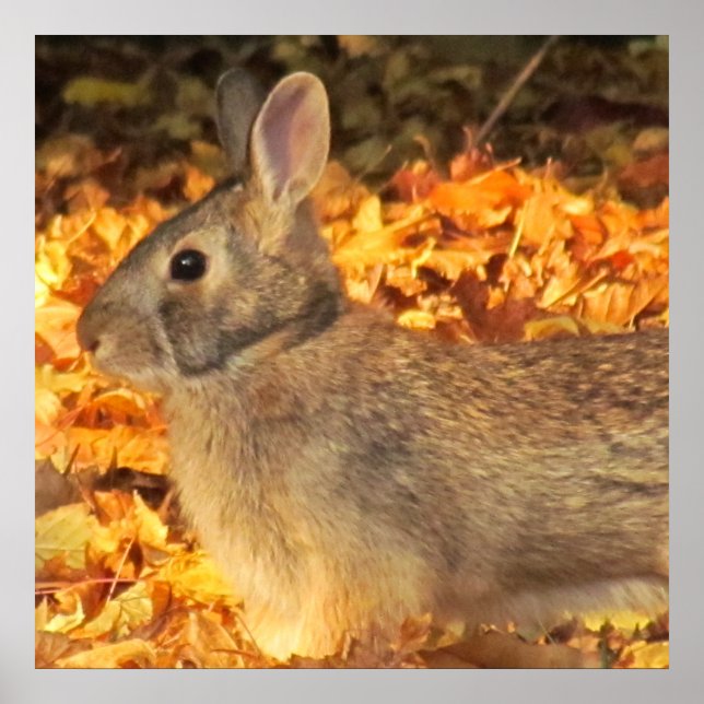 Pôster Autumn Bunny (Frente)