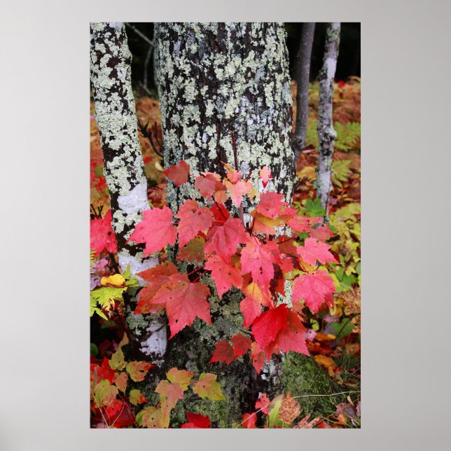 Poster Autumn Colors (Frente)