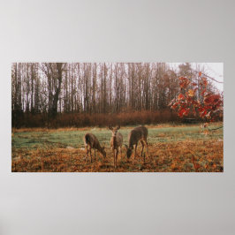 Poster Autumn Deer