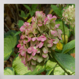 Poster Autumn Hydrangea Bloom with Golden Hosta Leaves