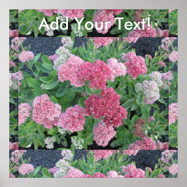 Poster Autumn Joy Sedum Flor de Jardim Rosa Verde (Frente)