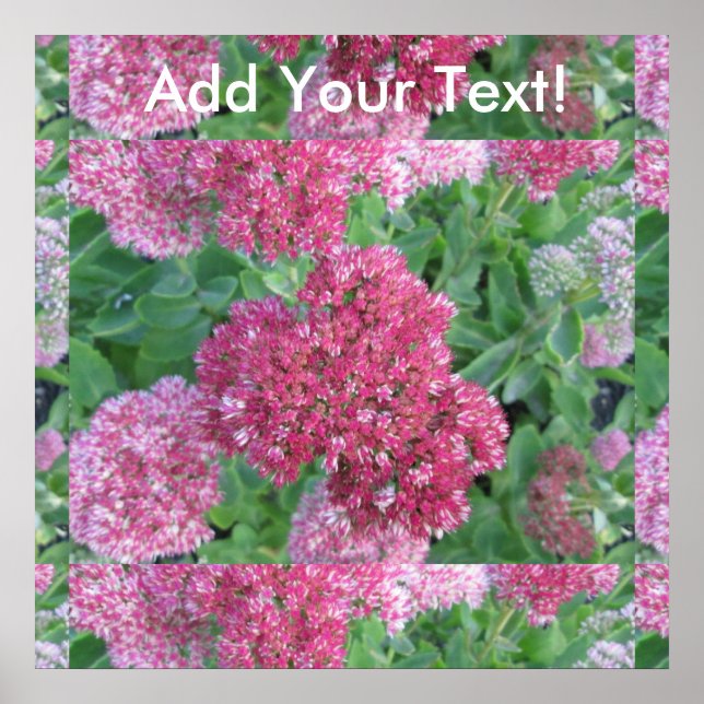 Pôster Autumn Joy Sedum Red Pink Cluster Flor (Frente)