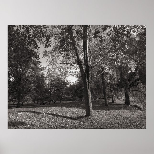 Poster Autumn Landscape Bute Park Cardiff (Frente)