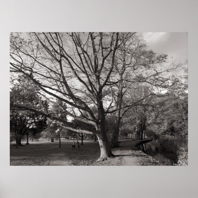 Poster Autumn Landscape Bute Park Cardiff (Frente)