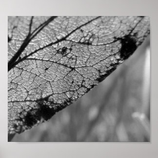 Pôster Autumn Leaf 2 - B&W
