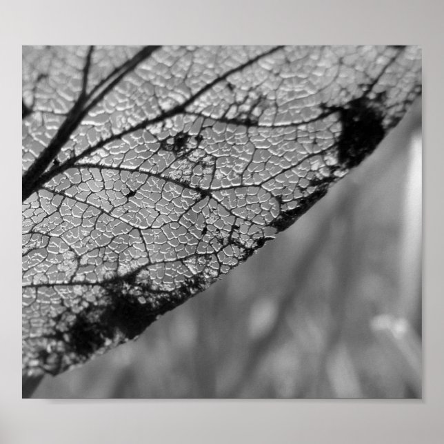 Pôster Autumn Leaf 2 - B&W (Frente)