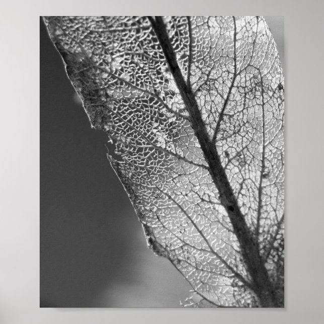 Pôster Autumn Leaf - B&W (Frente)