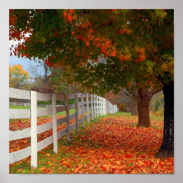 Poster Autumn Leaves (Frente)