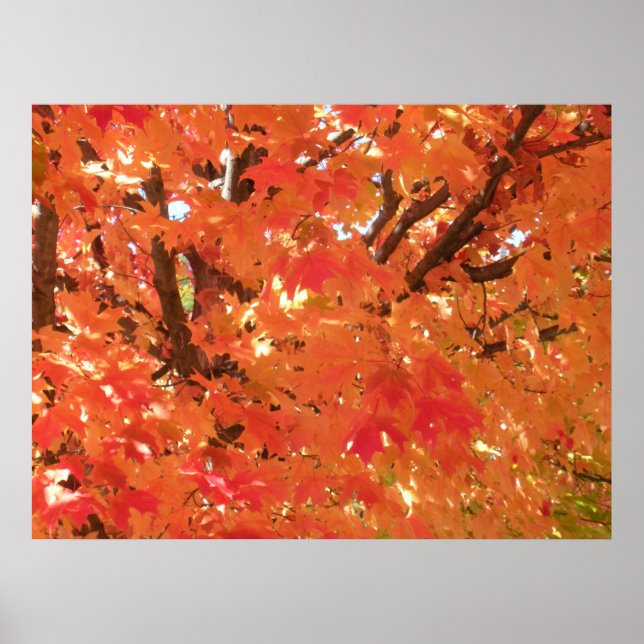 Poster Autumn Leaves 1 (Frente)