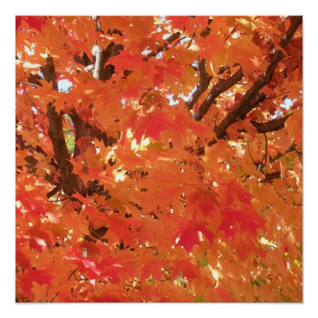 Pôster Autumn Leaves 1 (Frente)