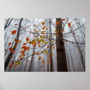 Poster Autumn leaves fallen forest leaf